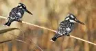 Pied kingfisher Aswan — one of the most commonly observed birds on the bird watching tour